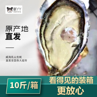 蚝丫丫|乳山生蚝鲜活肥嫩 现捞现发 超大号（5两以上/只） 10斤/箱